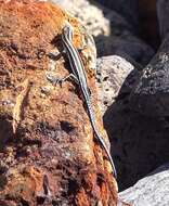 Image of Five-lined Snake-eyed Skink