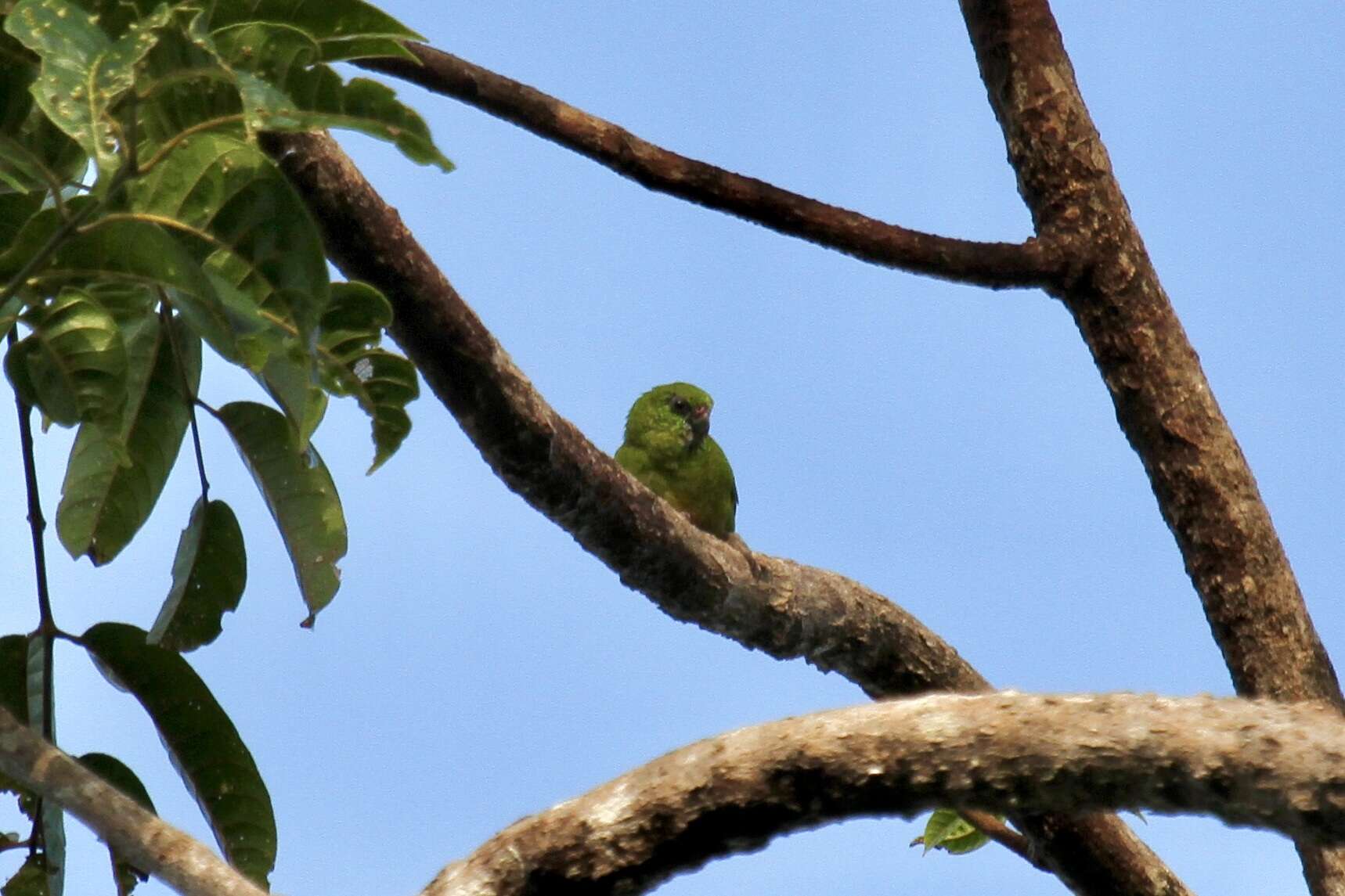 Image of Emerald Pygmy Parrot