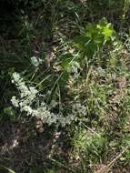 Eupatorium rotundifolium L. resmi