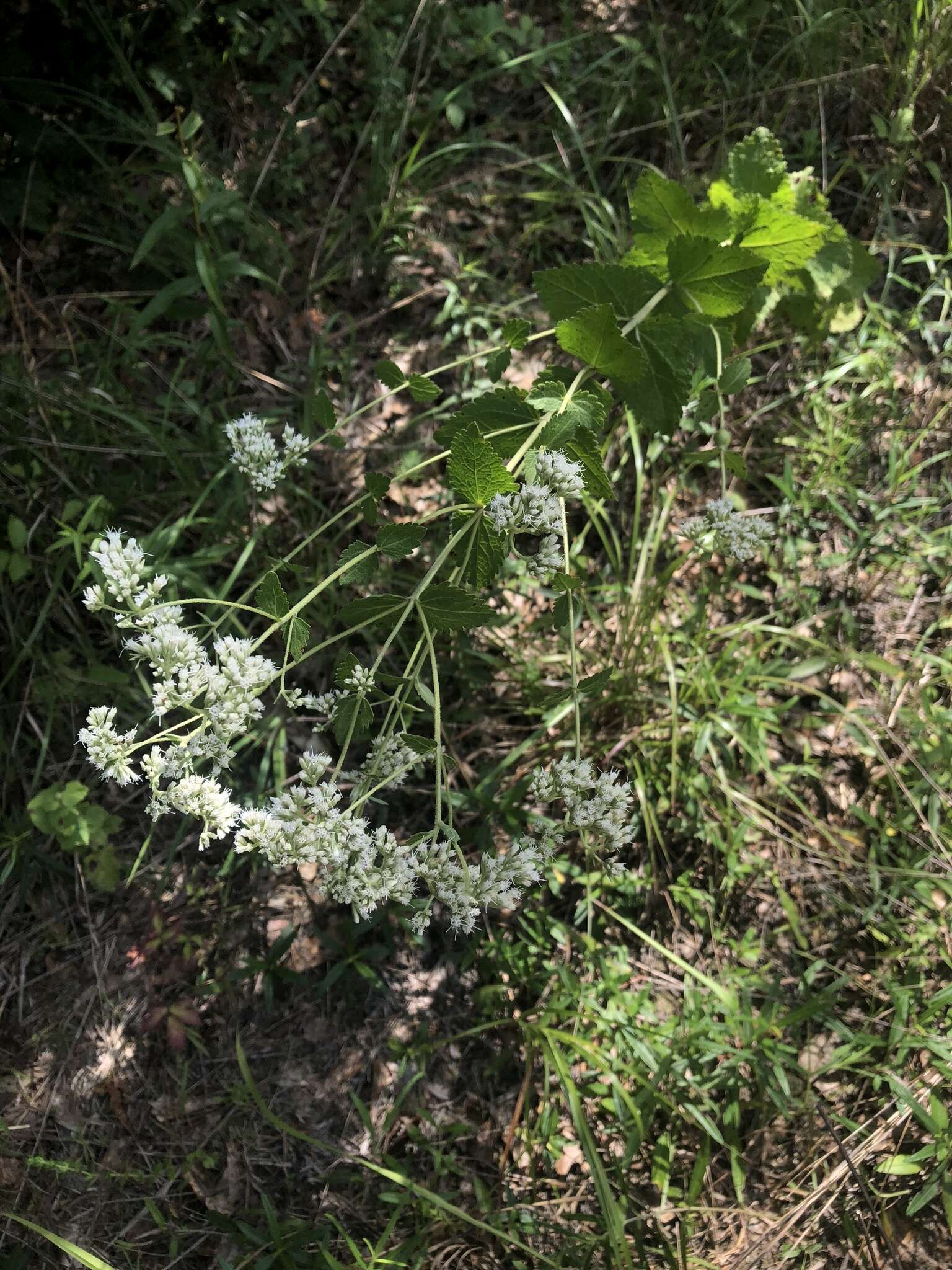 Image of roundleaf thoroughwort