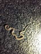 Image of Desert Night Snake