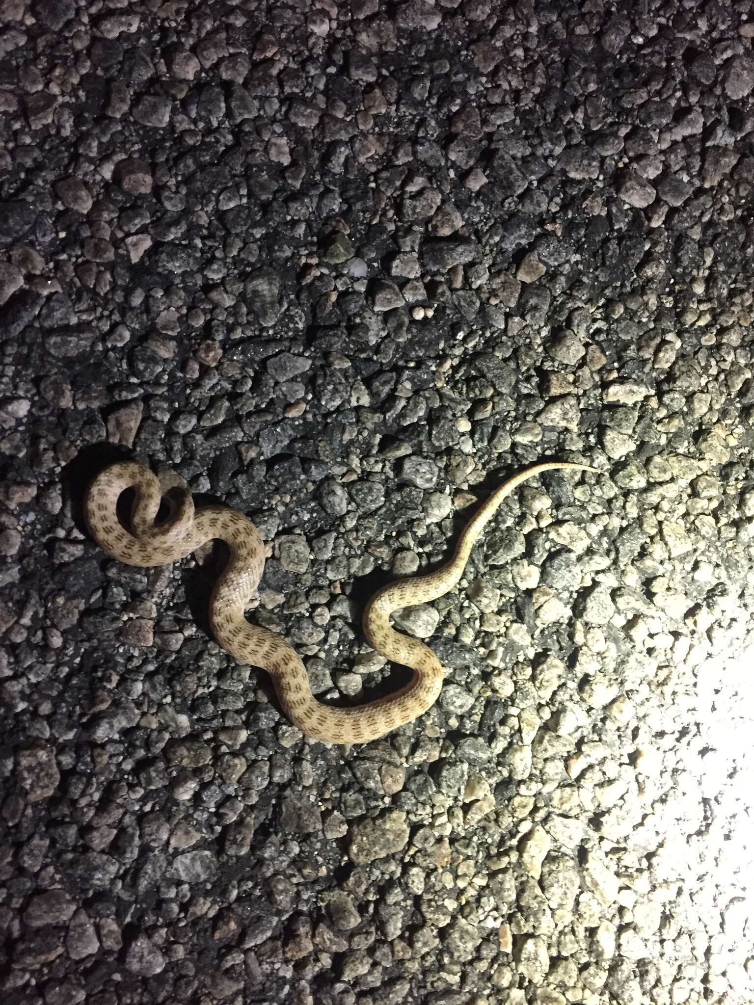 Image of Desert Night Snake