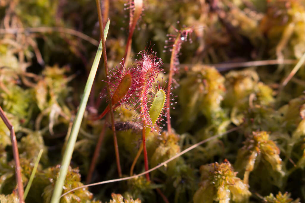 صورة Drosera anglica Huds.