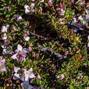 Image of Boronia albiflora R. Br. ex Benth.