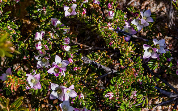 Image of White-flowered Boronia