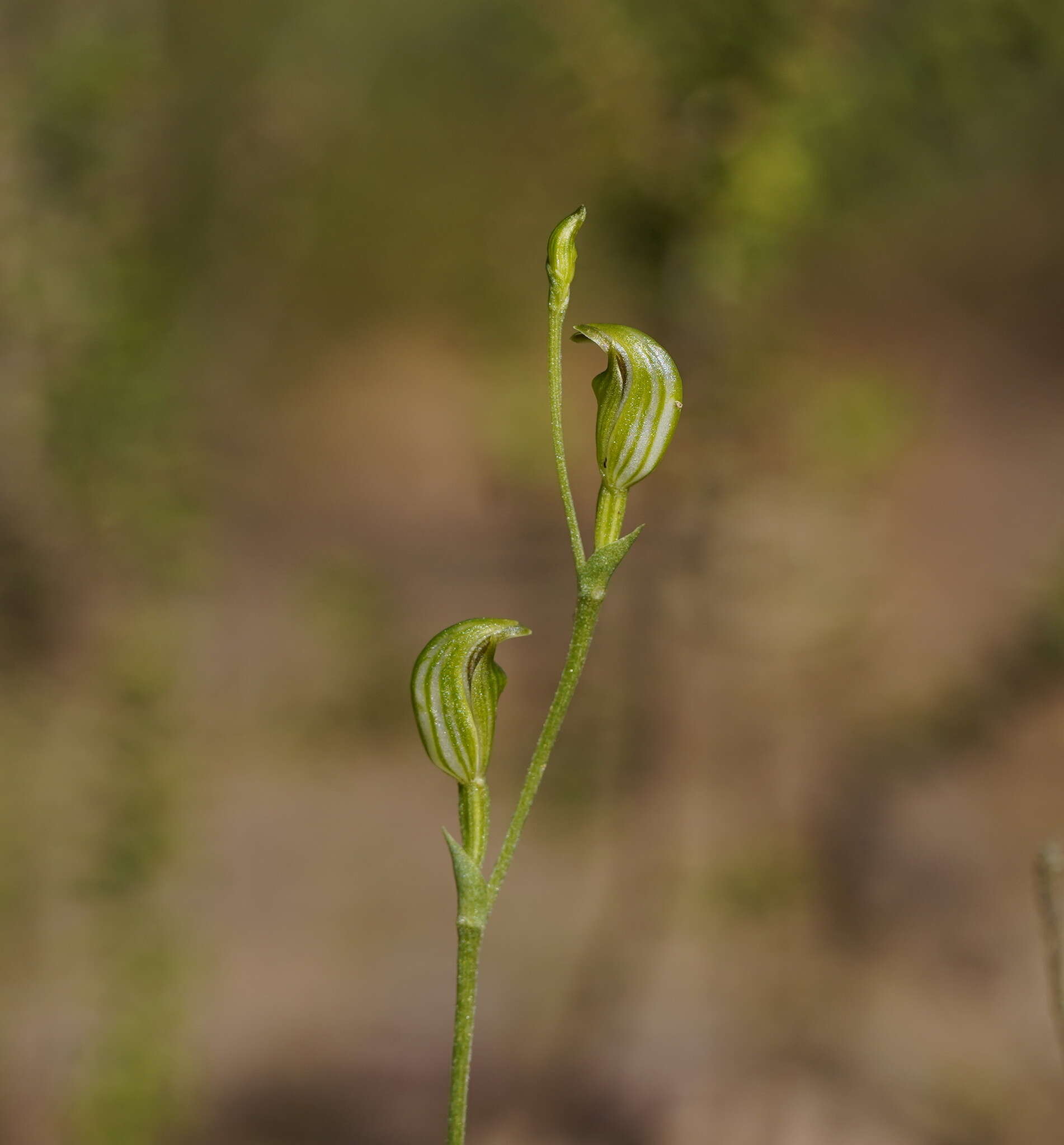 Image of Tiny greenhood