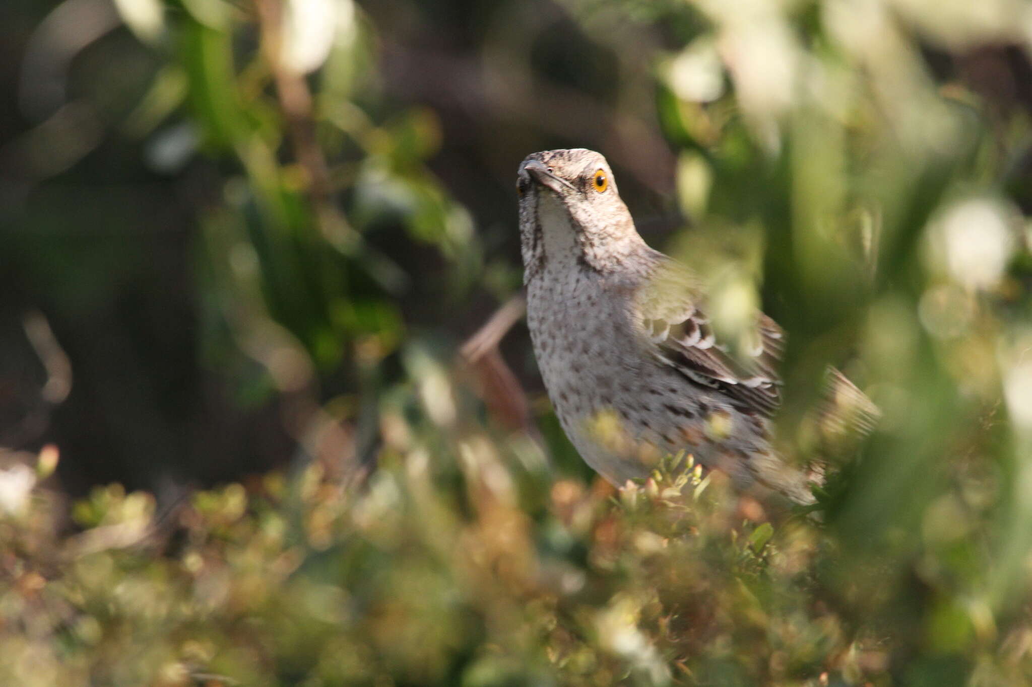 Image of Bahama Mockingbird