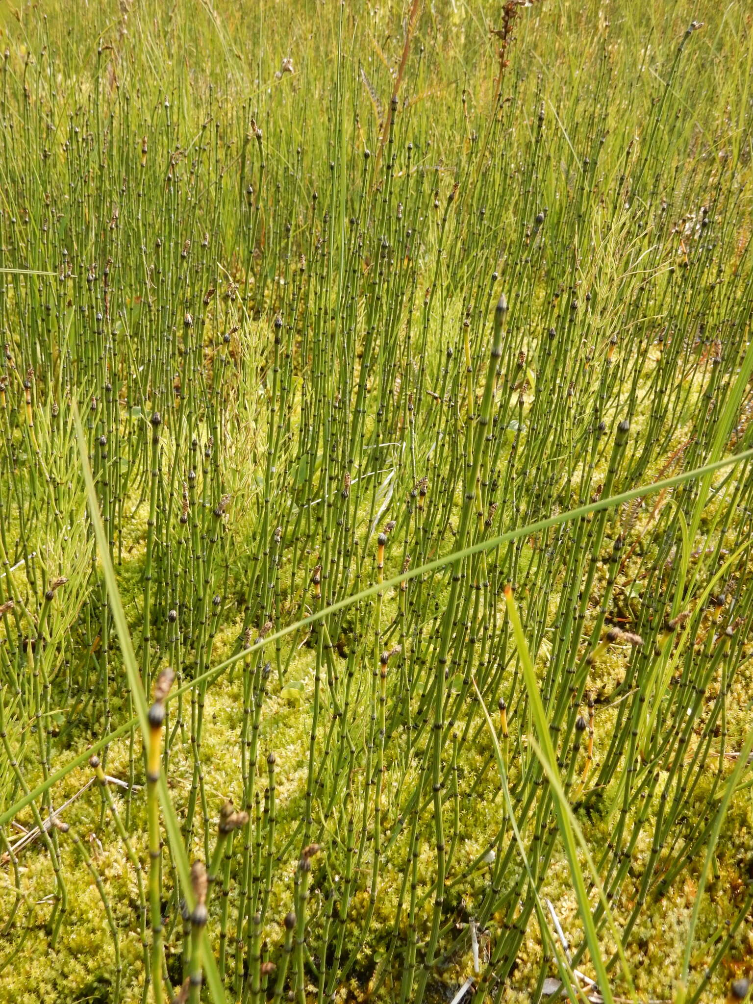 Image of variegated scouringrush