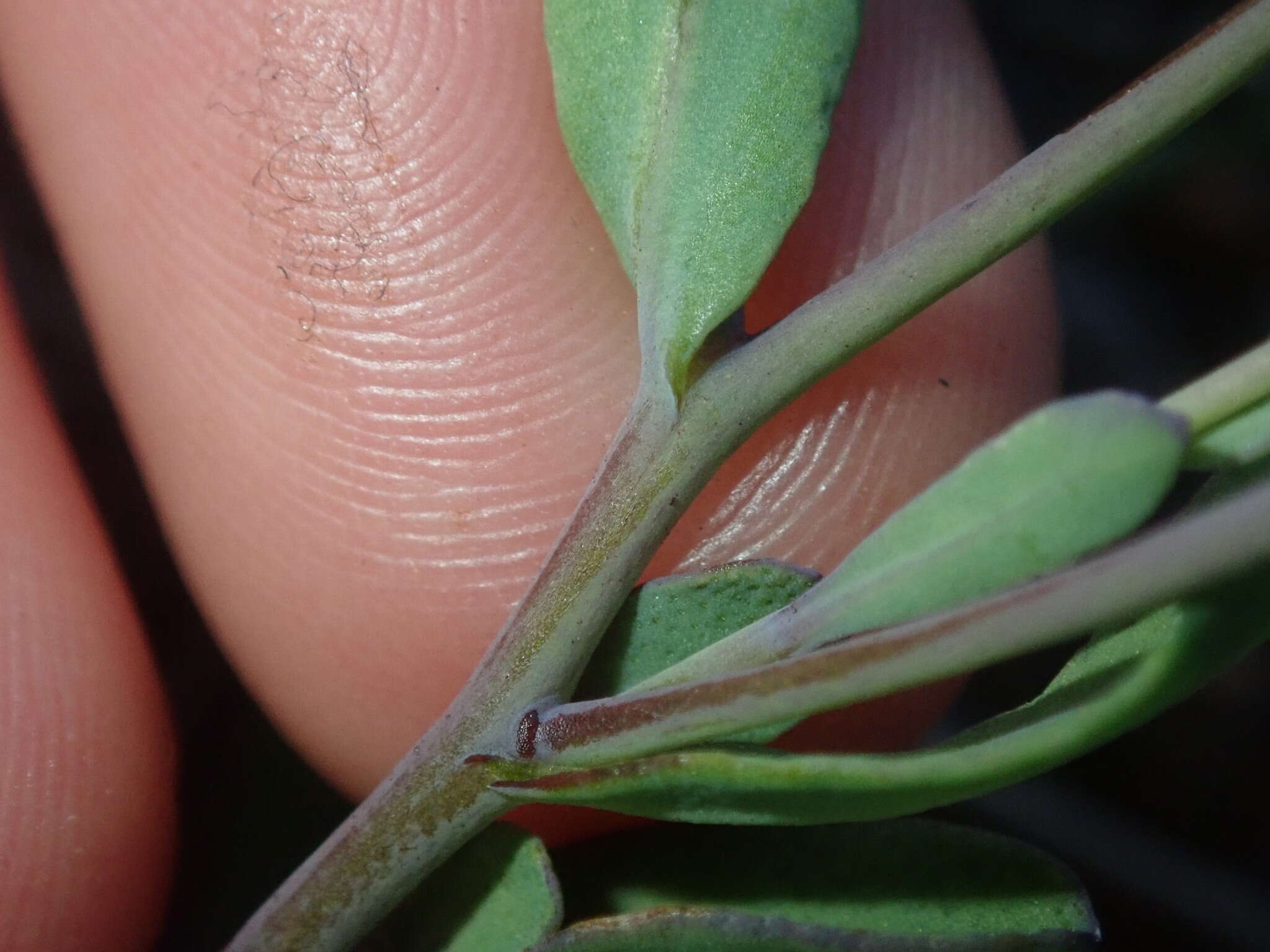 Rhodanthe stricta (Lindl.) P. G. Wilson的圖片