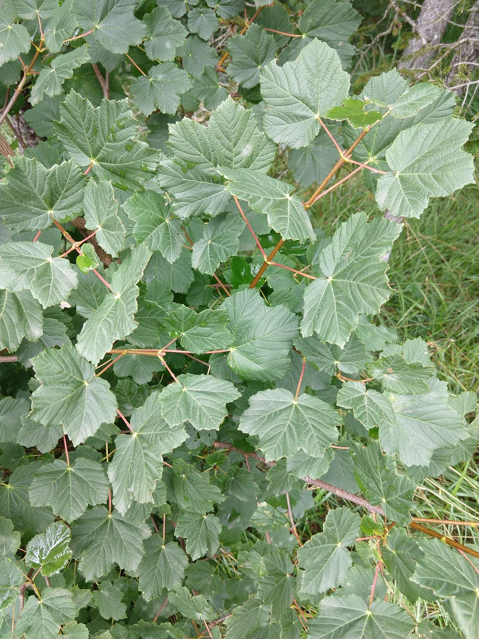 Image of Italian maple