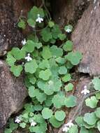 Image of Cymbalaria aequitriloba (Viv.) A. Cheval.