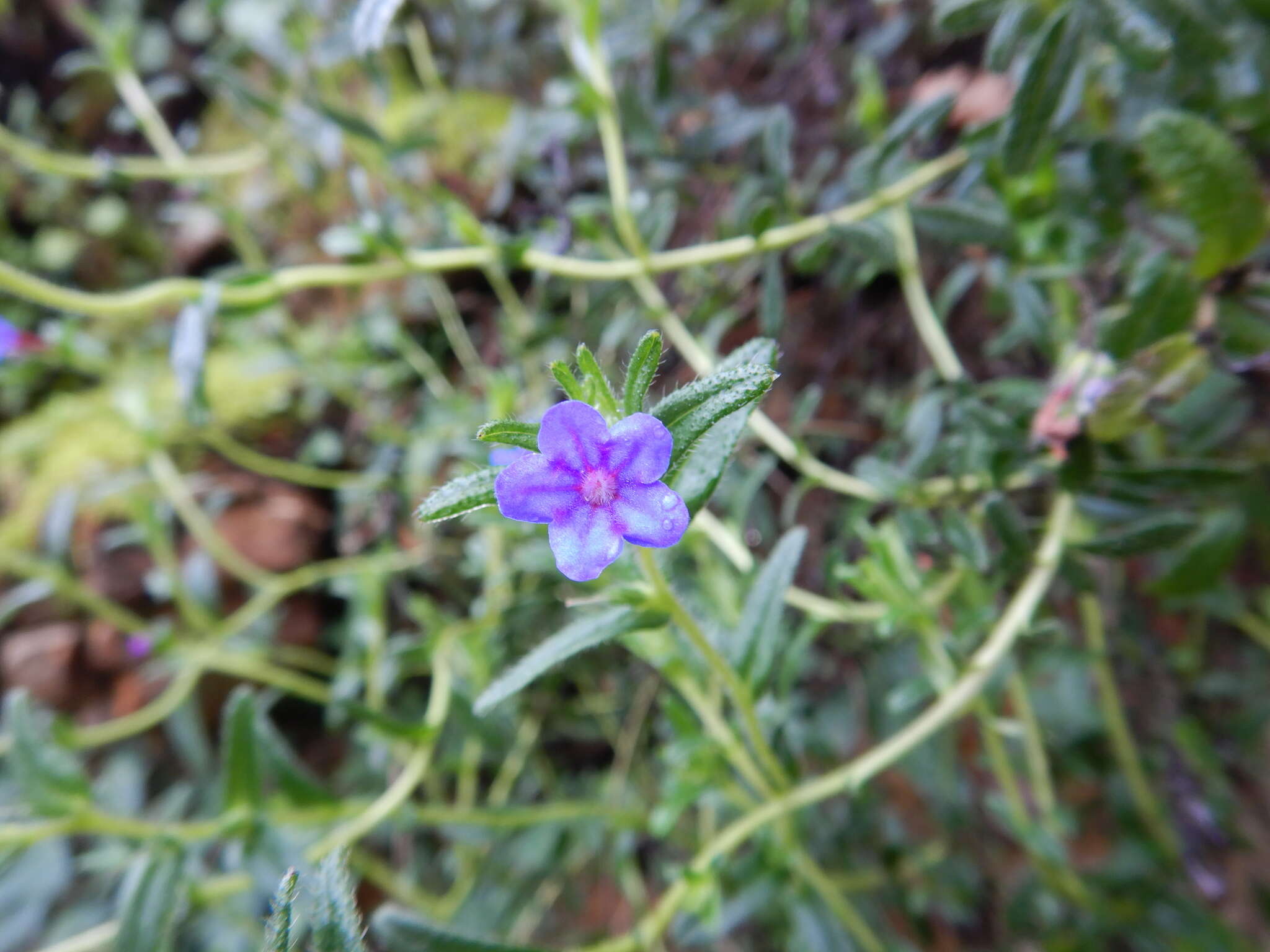 Glandora prostrata (Loisel.) D. C. Thomas的圖片