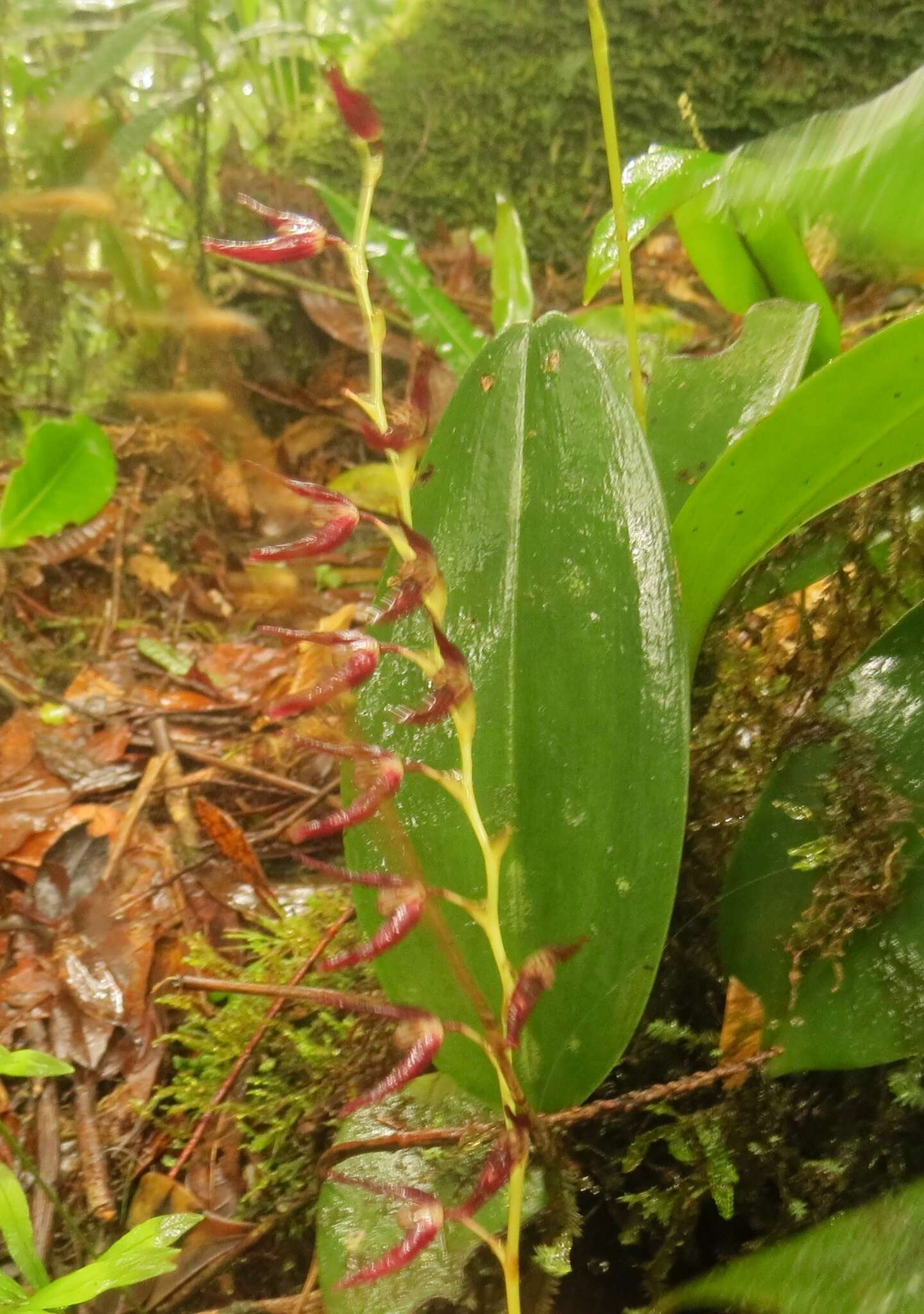 Stelis megachlamys (Schltr.) Pupulin的圖片