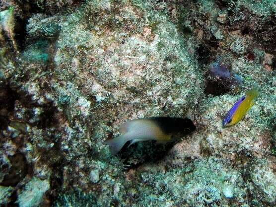 Image of Bicolor Damselfish