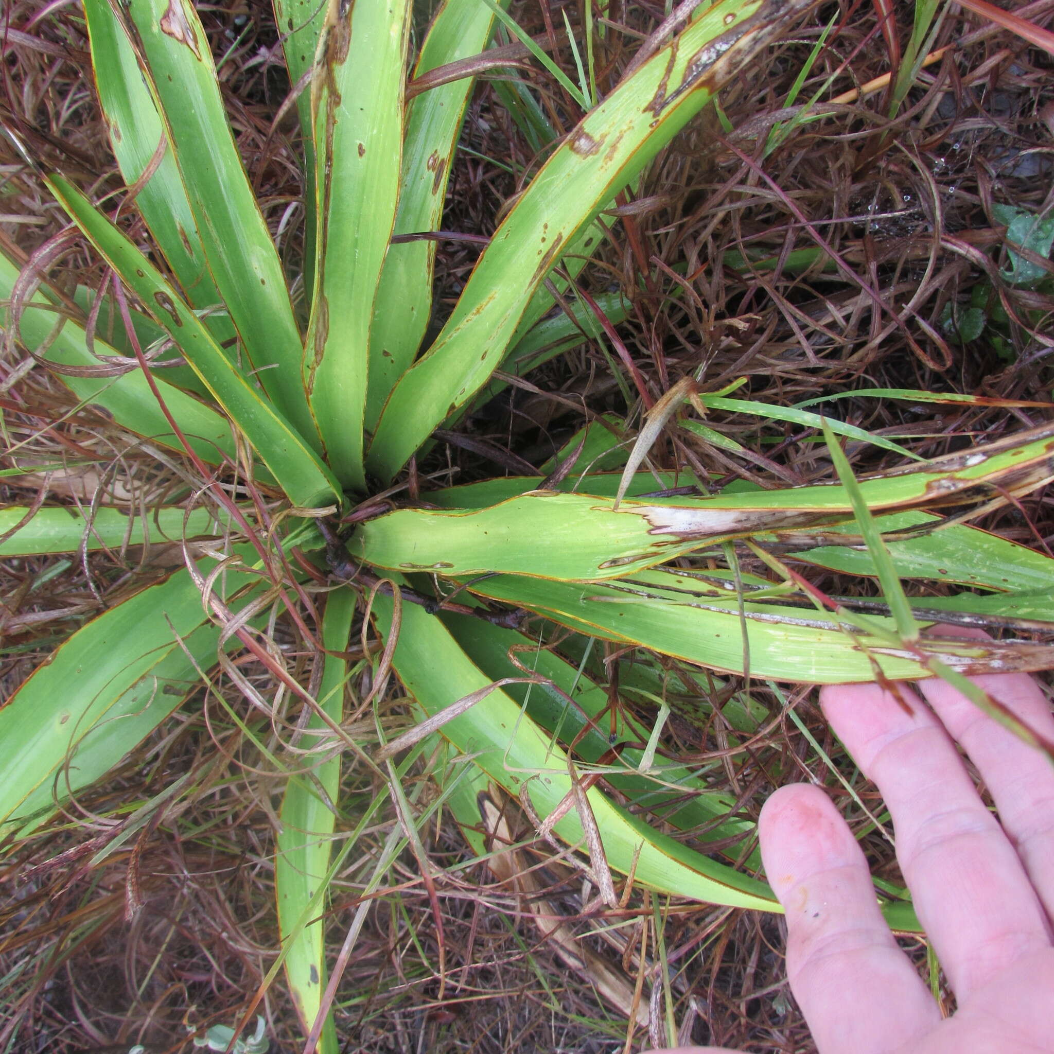 Image of Texas yucca