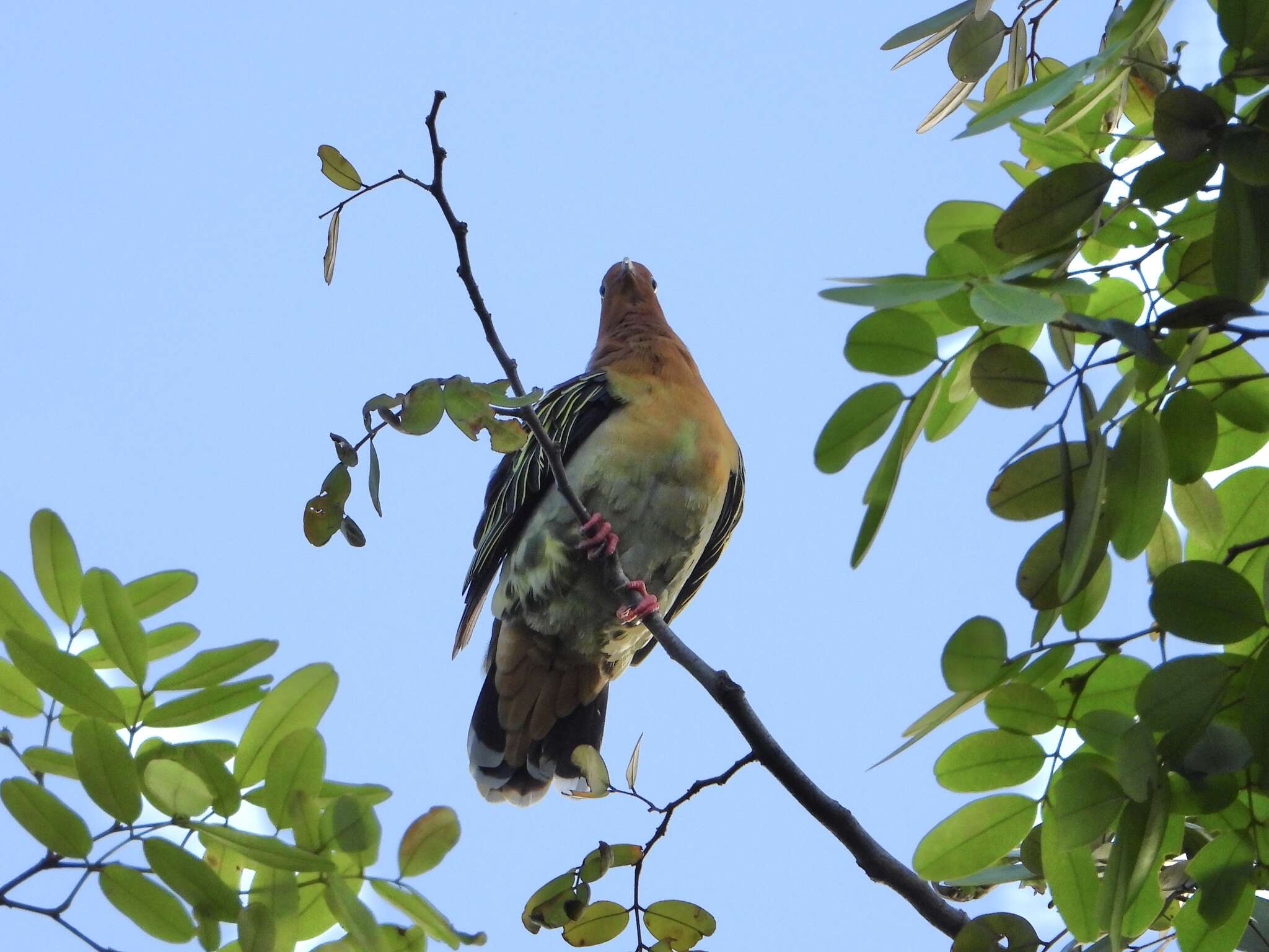 Image of Cinnamon-headed Green Pigeon