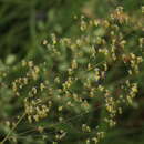 Слика од Thalictrum minus subsp. appendiculatum (C. A. Mey.) I. A. Gubanov