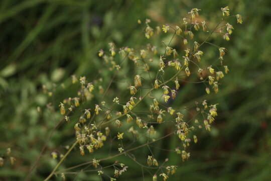 Thalictrum minus subsp. appendiculatum (C. A. Mey.) I. A. Gubanov resmi