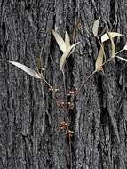 Imagem de Eucalyptus sieberi L. A. S. Johnson