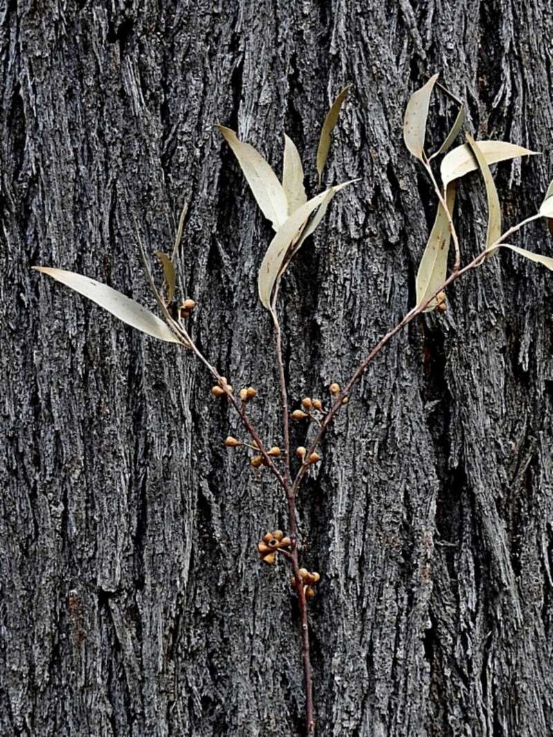 Image of silvertop-ash