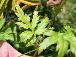 Image of big-leaf yarrow