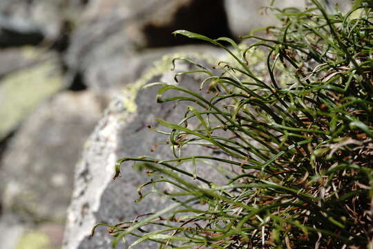 Image of Asplenium septentrionale subsp. caucasicum Fraser-Jenkins & Lovis