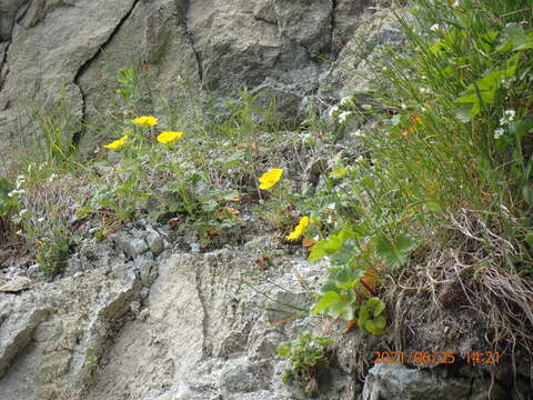 Image of strawberry cinquefoil