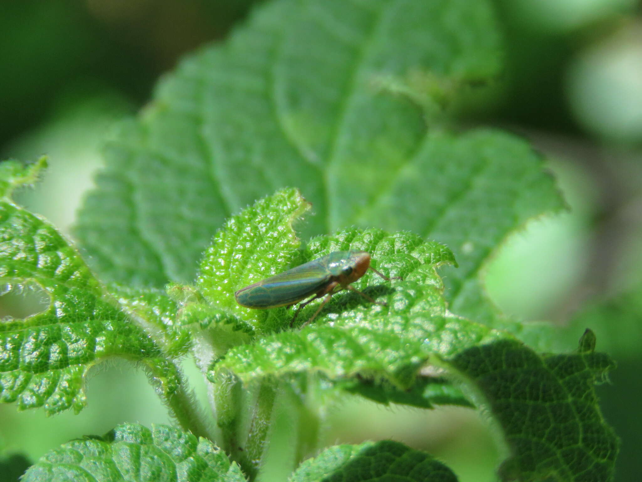 Graphocephala psephena Young 1977的圖片