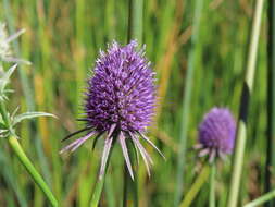 Imagem de Eryngium articulatum Hook.