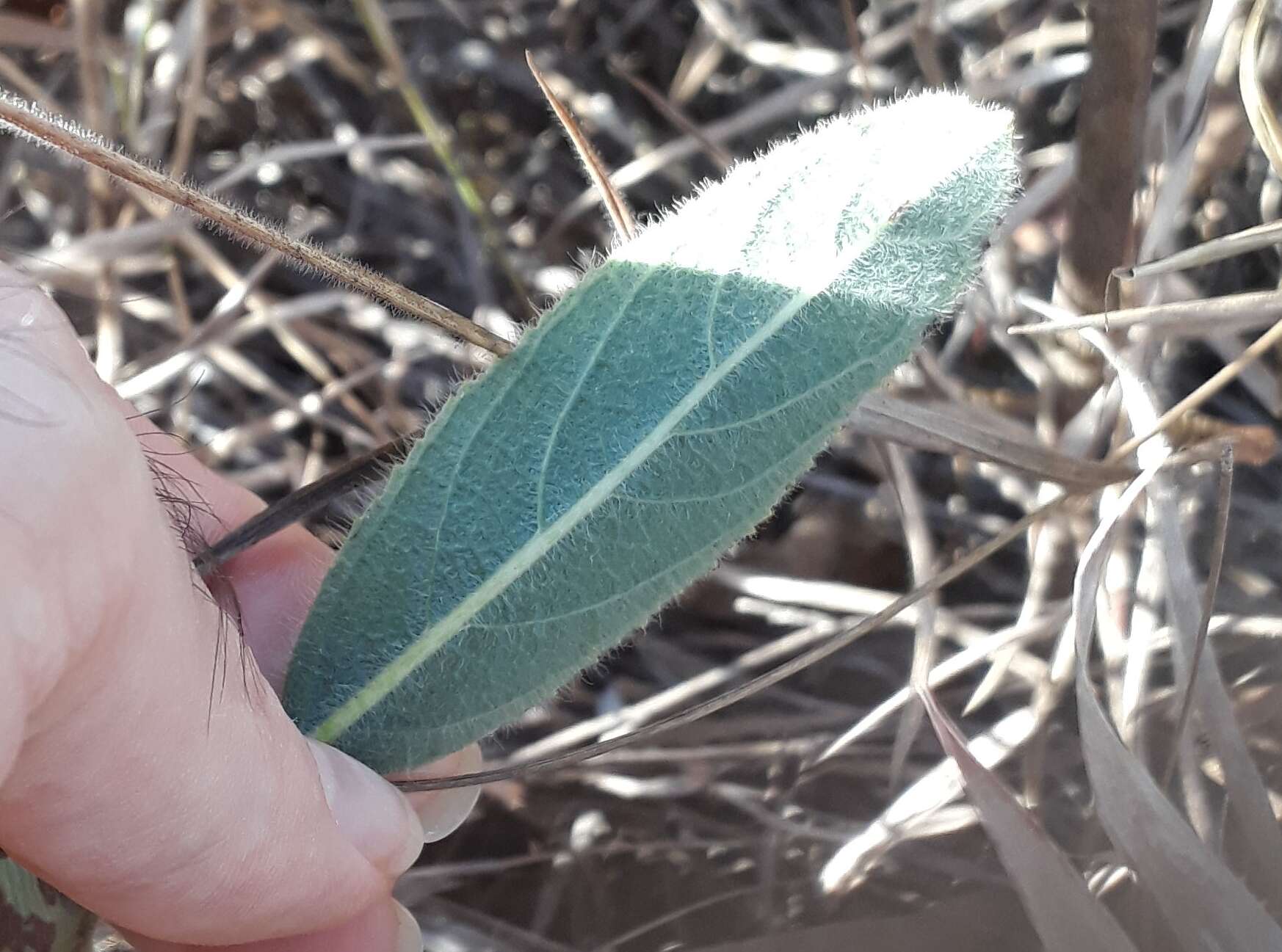 Image of Hypenia macrantha (A. St.-Hil. ex Benth.) Harley