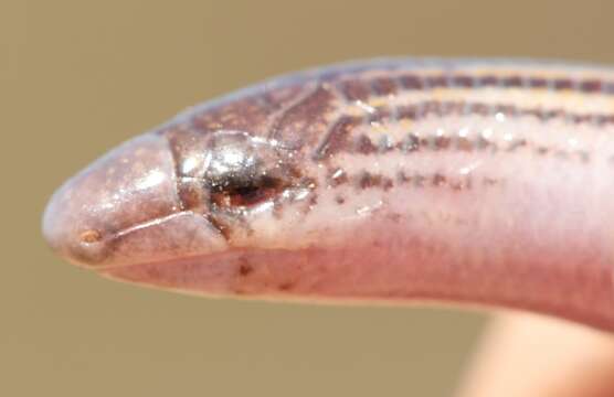 Image of Linnaeus' Lance Skink