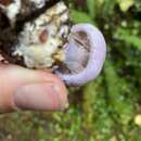 Imagem de Cortinarius olympianus A. H. Sm. 1939