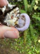 Imagem de Cortinarius olympianus A. H. Sm. 1939