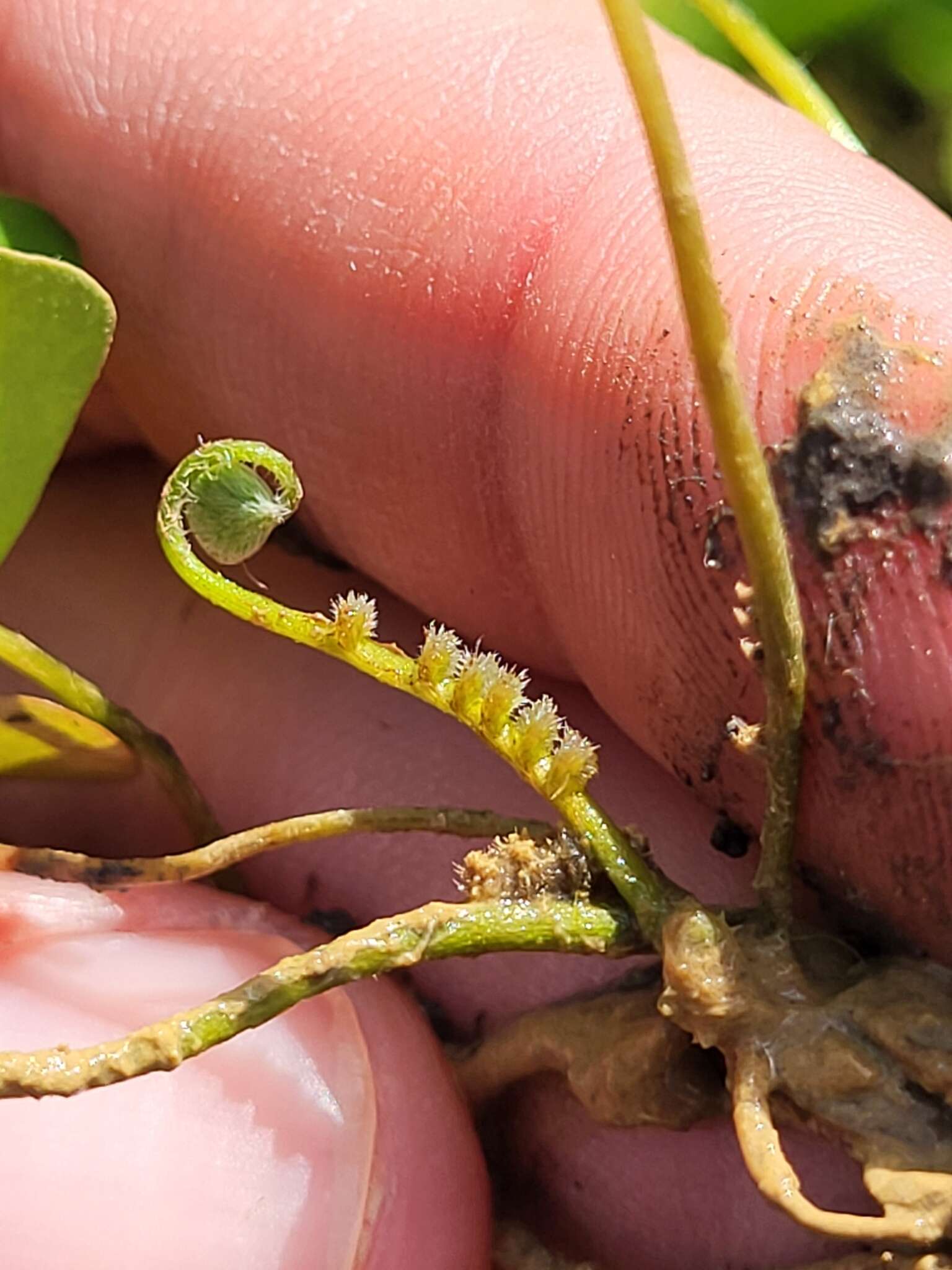 Plancia ëd Marsilea polycarpa Hook. & Grev.