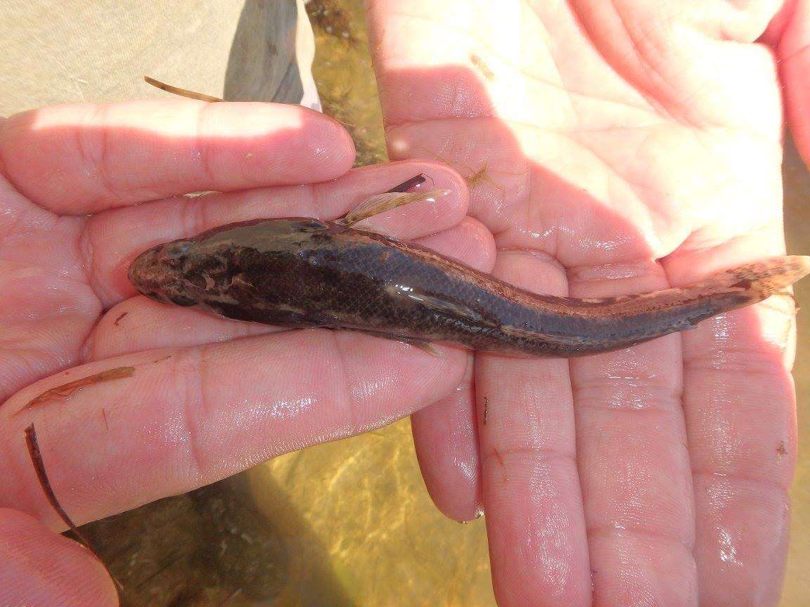 Image of catadromous icefishes