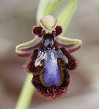 Image of Ophrys speculum subsp. speculum