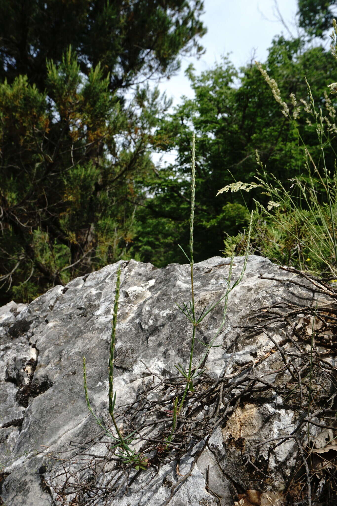 Image of Crucianella latifolia L.