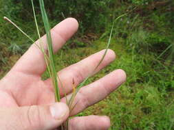 Image of Twisted yellow-eyed grass