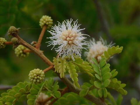 Image of Mimosa bahamensis Benth.