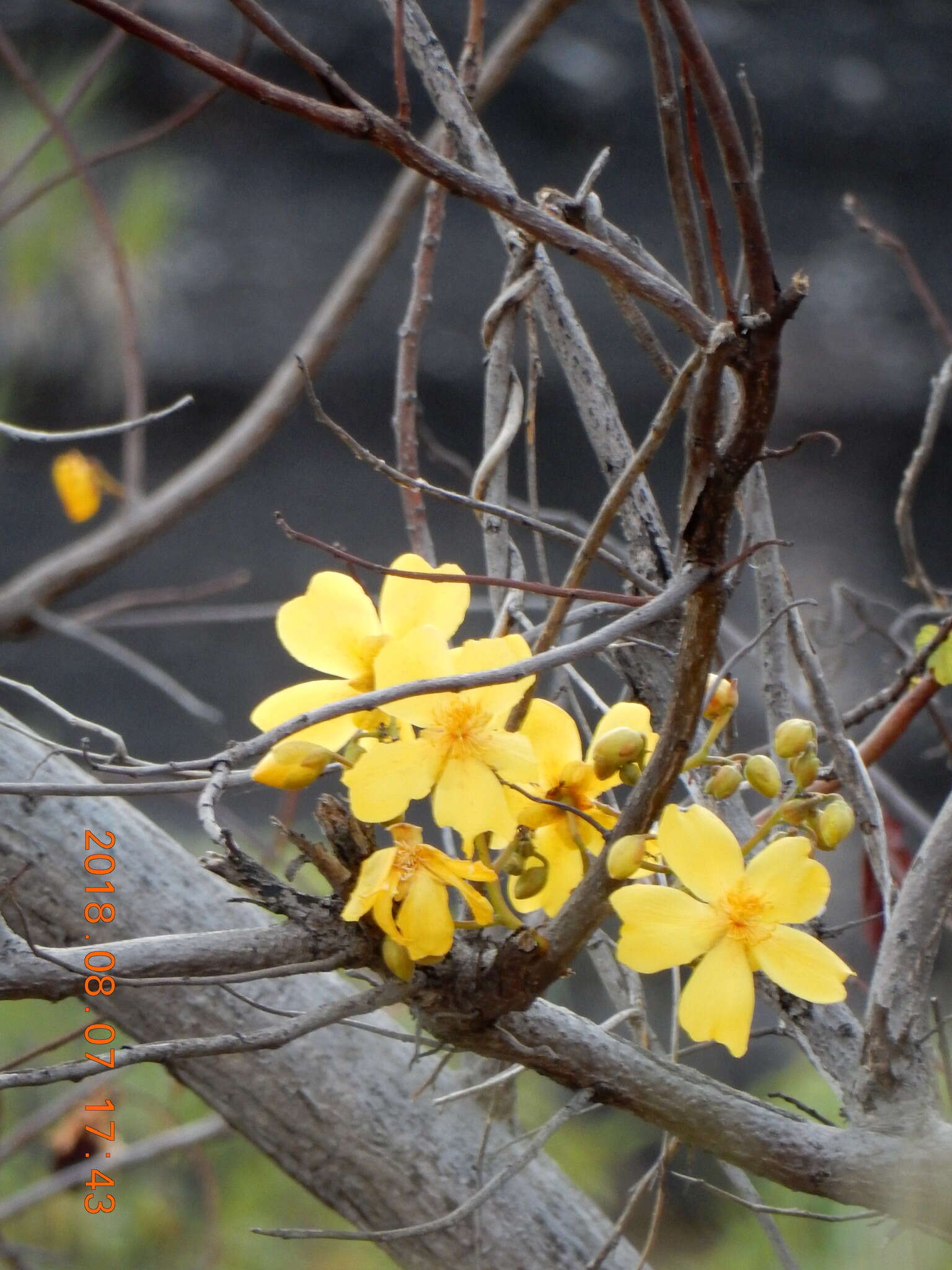 Imagem de Cochlospermum fraseri Planch.