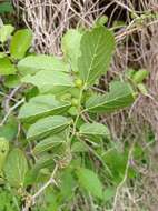 Celtis iguanaea (Jacq.) Sarg. resmi