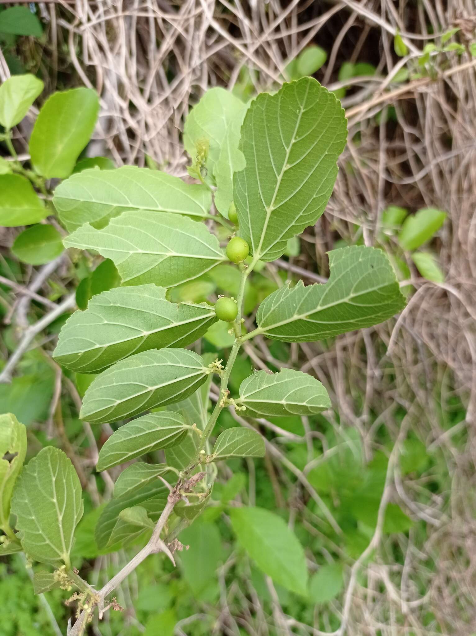 Celtis iguanaea (Jacq.) Sarg. resmi