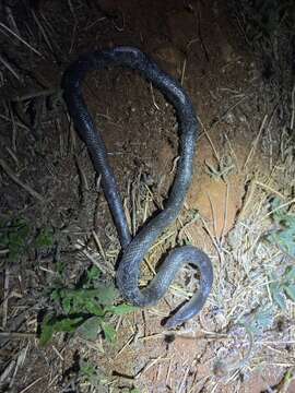 Image of Bibron’s Stiletto Snake