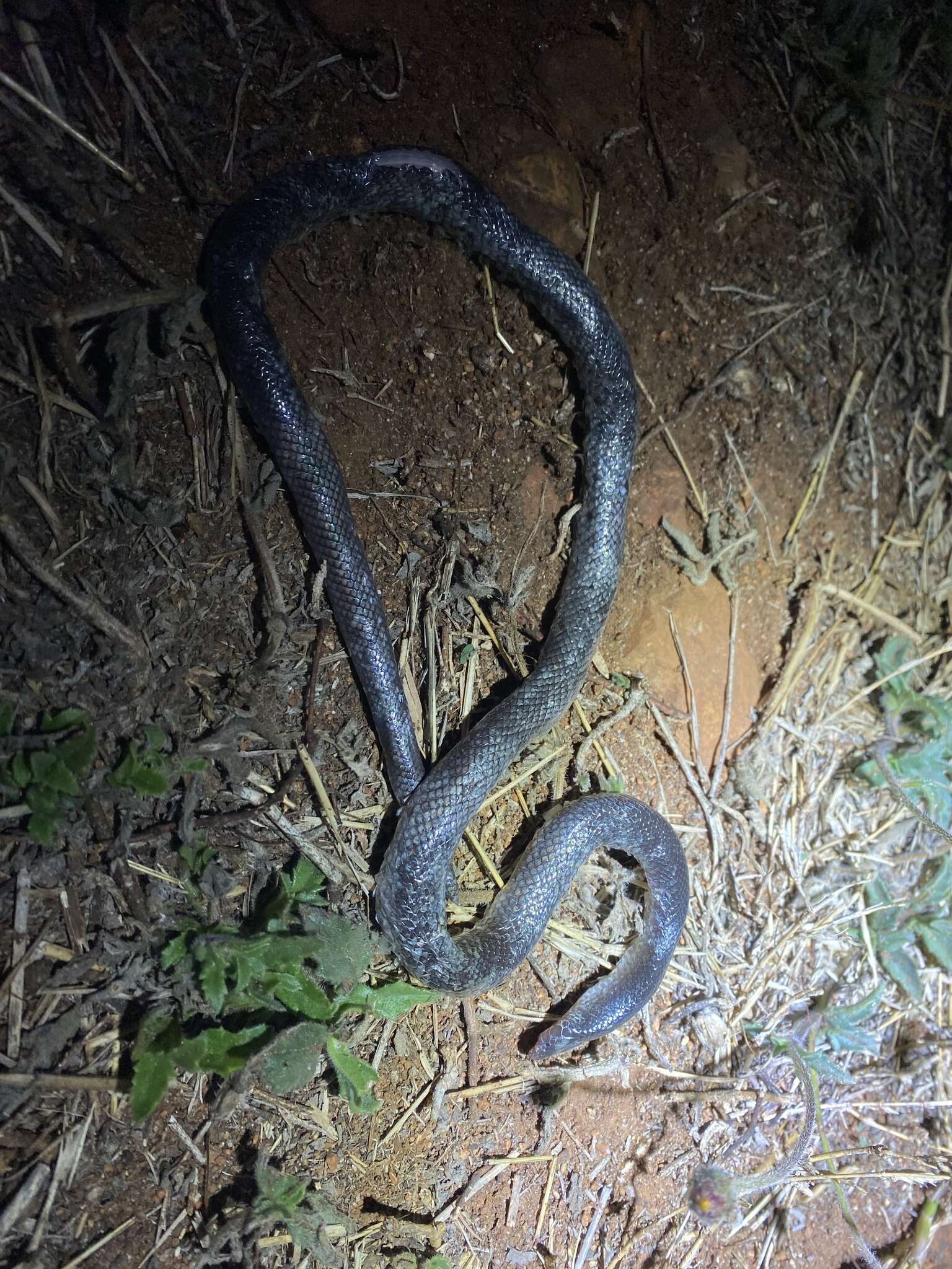 Image of Bibron’s Stiletto Snake