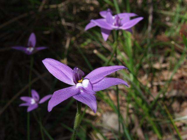 Imagem de Caladenia major (R. Br.) Rchb. fil.