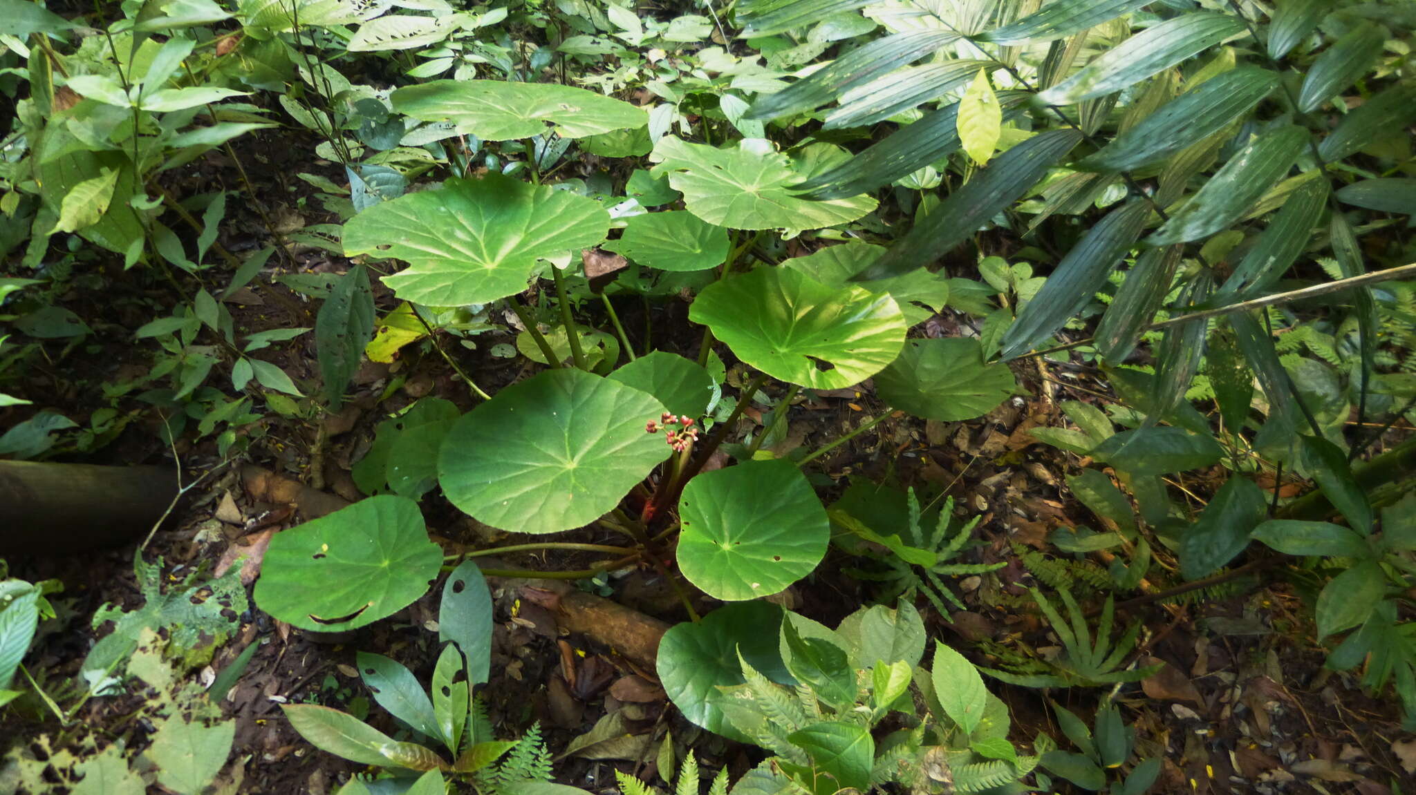 Image de Begonia nelumbiifolia Schltdl. & Cham.