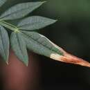 Image of Jacaranda leafminer