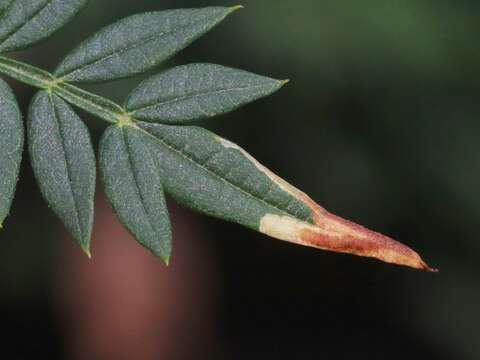 Image of Jacaranda leafminer