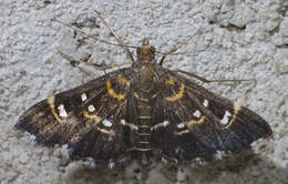 Image of Diathrausta harlequinalis Dyar 1914