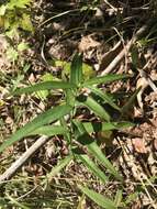 Image of Climbing-Dogbane